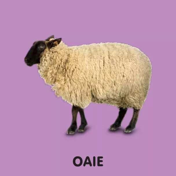 Animale. Bebe învață – Carte pentru copii