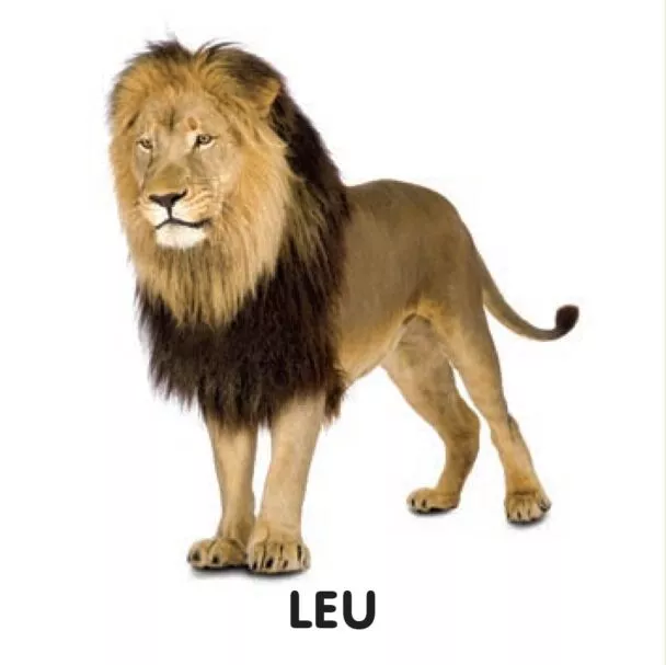 Animale. Bebe învață – Carte pentru copii