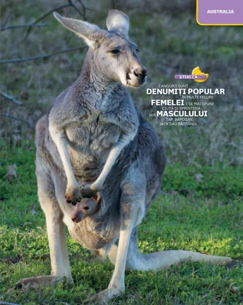 Atlasul animalelor salbatice. Uimitoarele animale ale planetei și unde trăiesc – Carte pentru copii