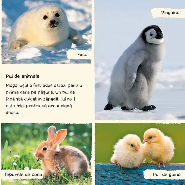 Cele mai indragite animale – Carte pentru copii
