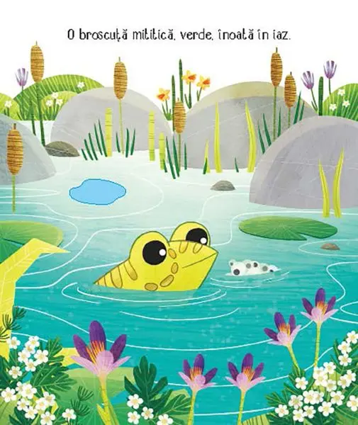 Cicluri de viata. Broscuta (Usborne) – Carte pentru copii