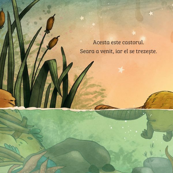 Invat despre natura. Castorul – Carte pentru copii