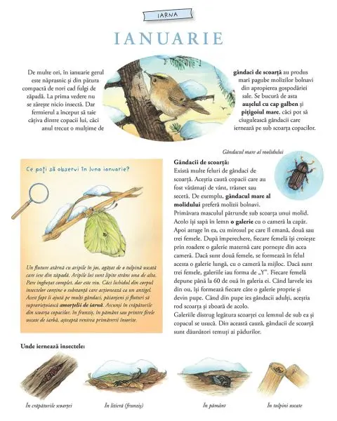 Lumea uimitoare a insectelor – Carte pentru copii