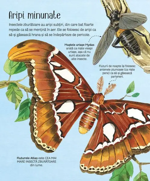 Marea carte a fluturilor si a altor insecte (Usborne) – Carte pentru copii