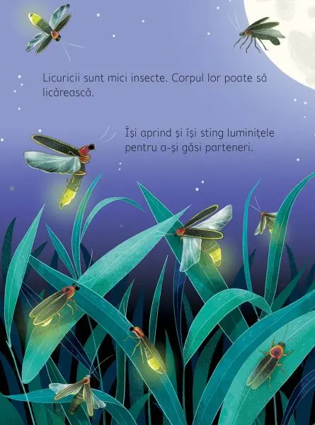 Noaptea si ziua (Usborne)