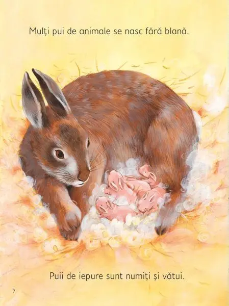 Pui de animale (Usborne) – Carte pentru copii