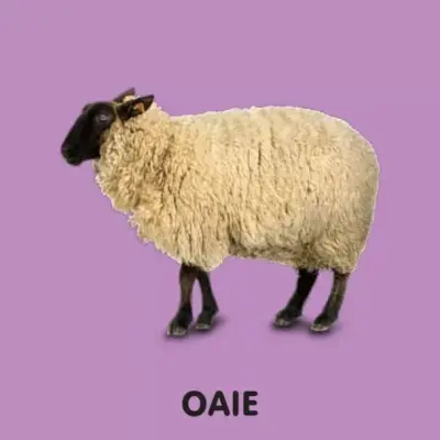 Animale. Bebe învață