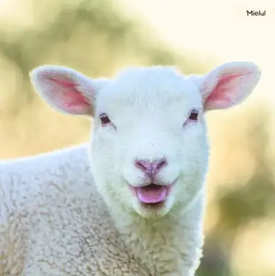 Animalele de la ferma