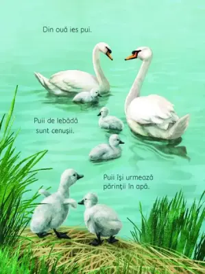 Anotimpurile (Usborne)