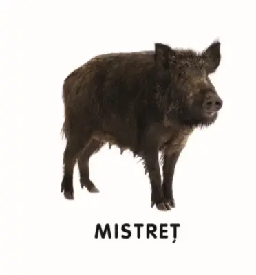 Bebe învață: Animale din pădure