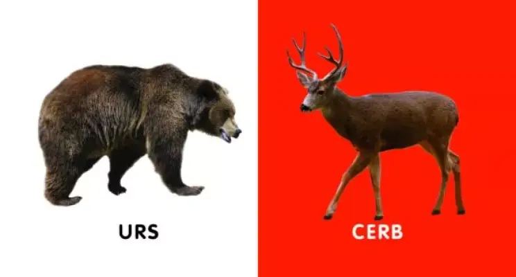Bebe învață: Animale din pădure