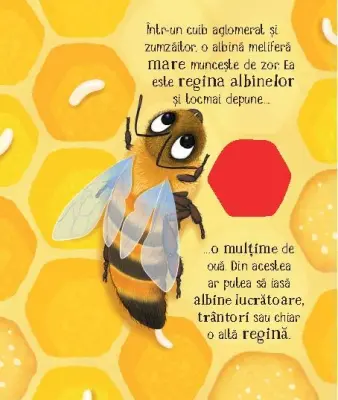 Cicluri de viata. Albinuta (Usborne) — Usborne Books