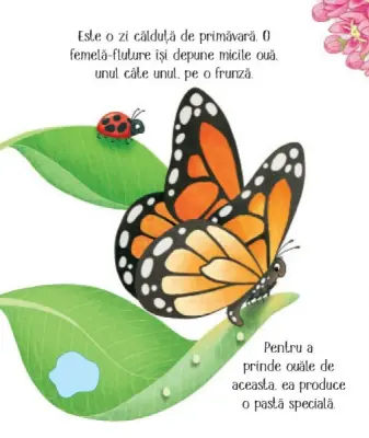 Cicluri de viata. Fluturasul (Usborne) — Usborne Books