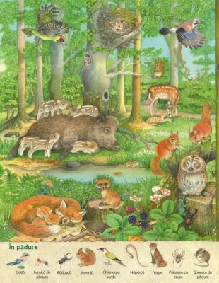 Descopera ziua si noaptea. Animalele — Larisa Lauber