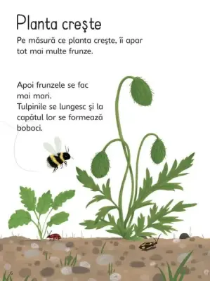 Florile (Usborne) – Carte pentru copii
