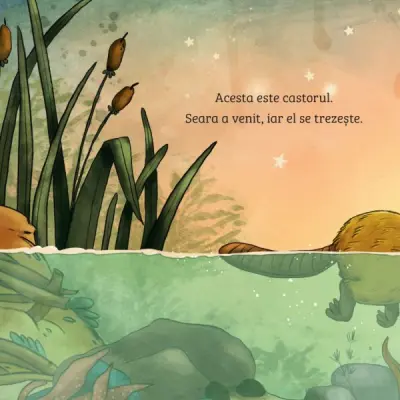 Invat despre natura. Castorul — Sandra Grimm, Stefanie Reich