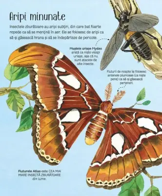 Marea carte a fluturilor si a altor insecte (Usborne) — Usborne Books