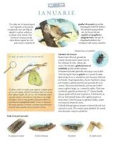 Lumea uimitoare a insectelor – Carte pentru copii